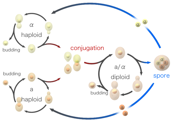 budding yeast lifecycle CC BY-SA 3.0, https://commons.wikimedia.org/w/index.php?curid=50357