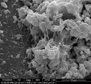SEM with Energy-dispersive X-ray spectroscopy(EDAX)  of cement by Μaria Amenta/CC BY-SA(https://creativecommons.org/licenses/by-sa/4.0)