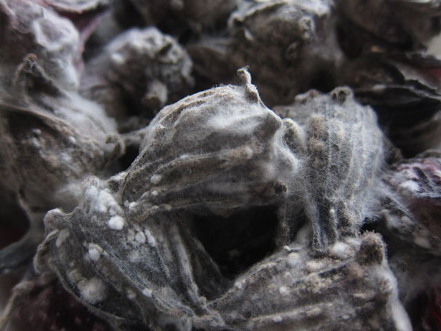 Mold on dried Hibiscus by Geographer - Own work, CC BY-SA 3.0, https://en.wikipedia.org/w/index.php?curid=41423644