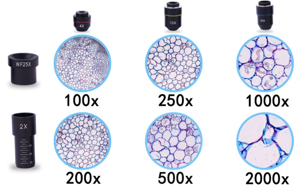 Óptica BEBANG 100X-2000X Microscopio