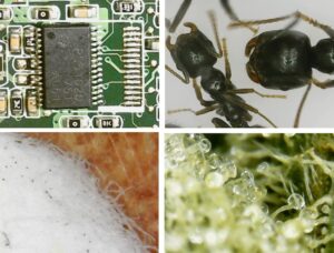 Imagenes tomadas con microscopio Jiusion WIFI
